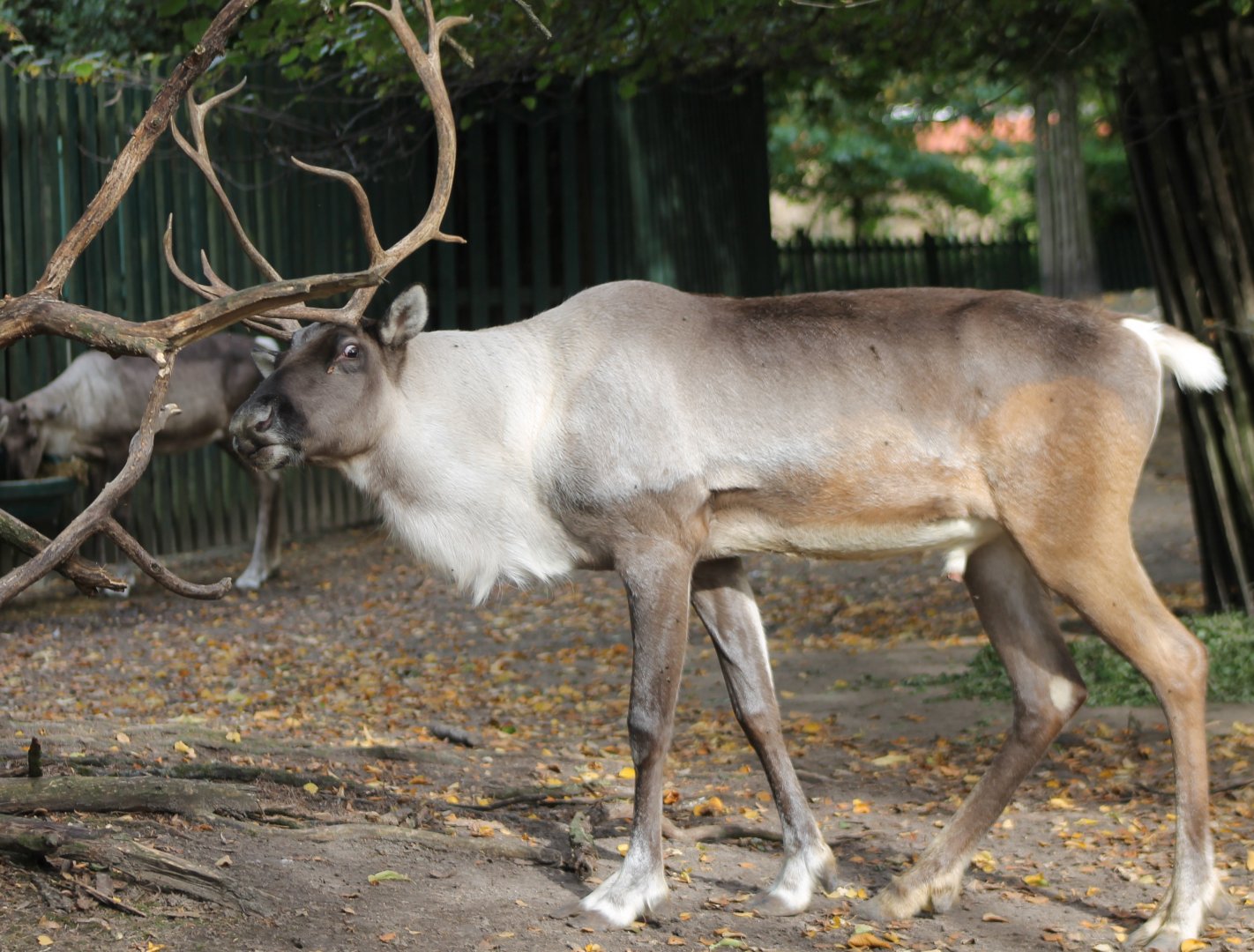 Reindeer