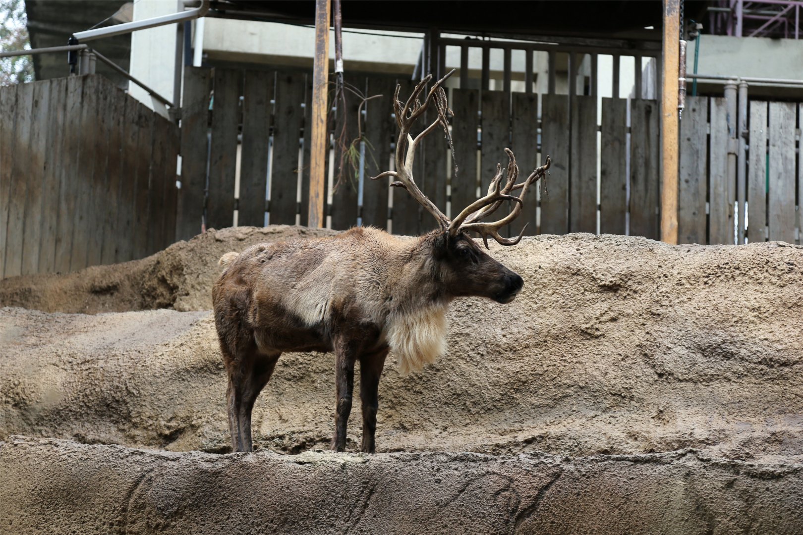 Reindeer