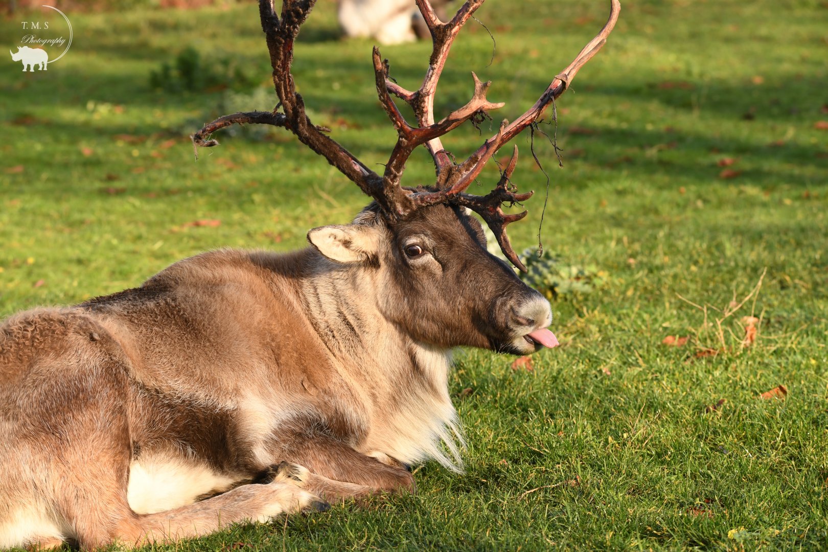 Reindeer