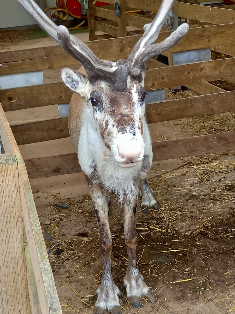 Reindeer