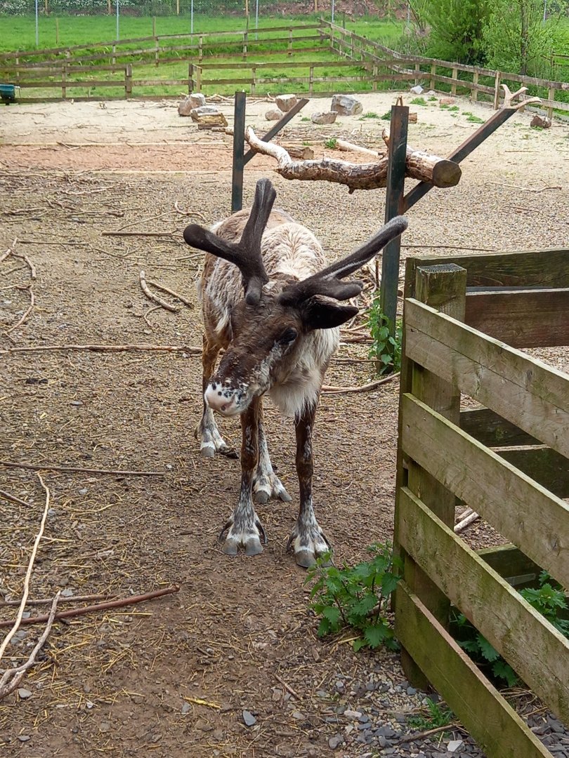 Reindeer