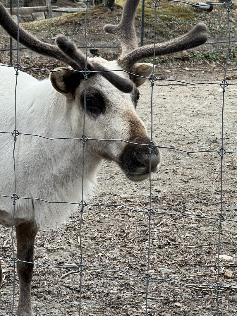Reindeer