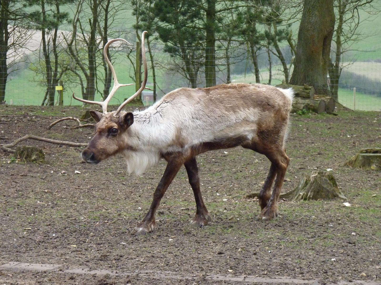 Reindeer