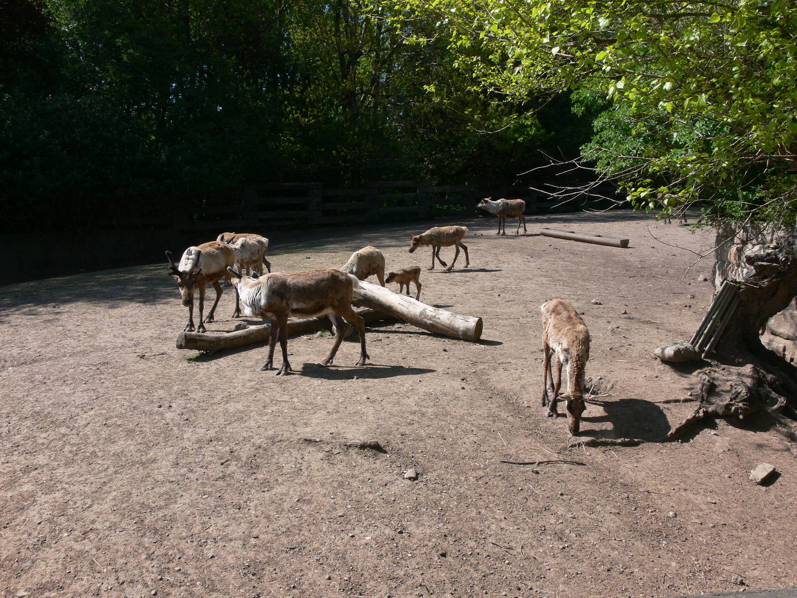Reindeers at Blackpool Zoo, 26/05/13