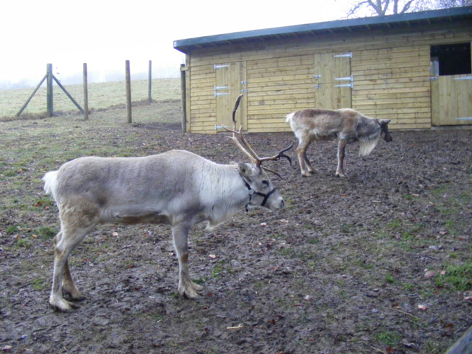 Reindeers at Dartmoor Zoo, 30 December 2010