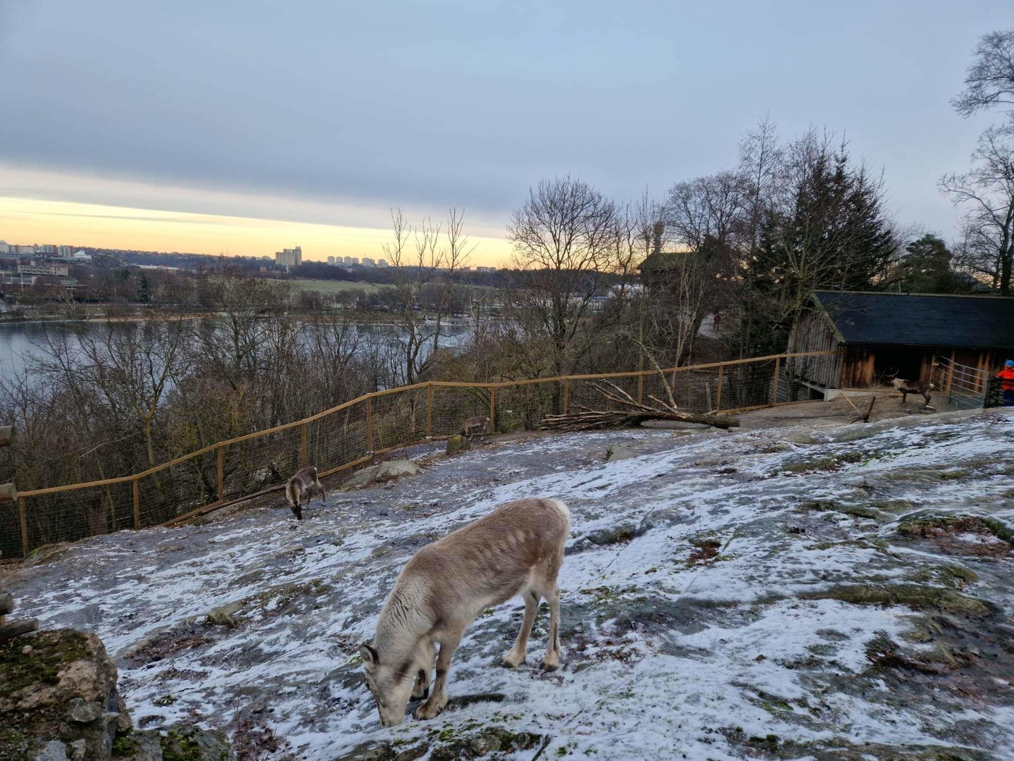 Reindeers overlooking the Fjord