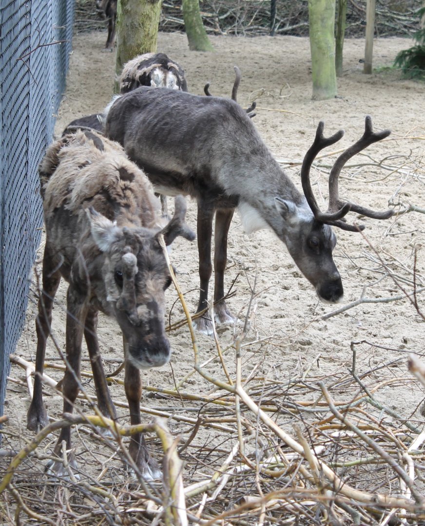 Reindeers