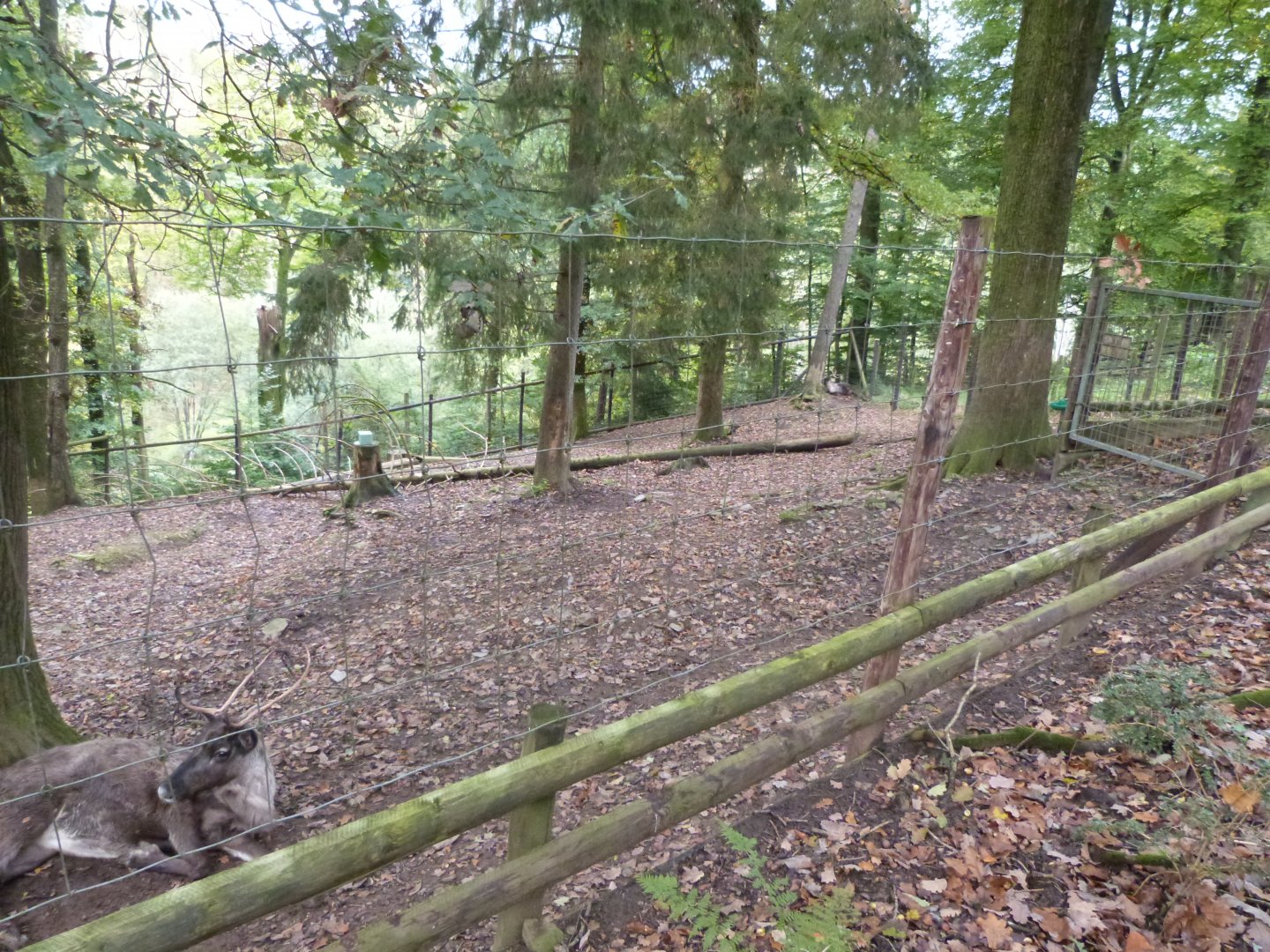 Reinder enclosure - Parc animalier de Bouillon