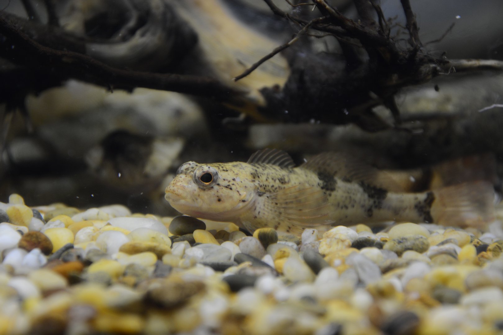 Rein's sculpin (Cottus reinii)