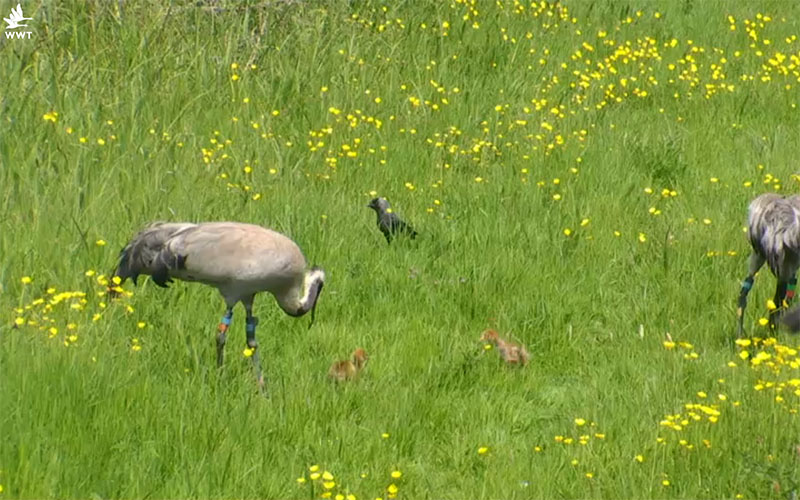 Reintroduced cranes have hatched 2 chicks