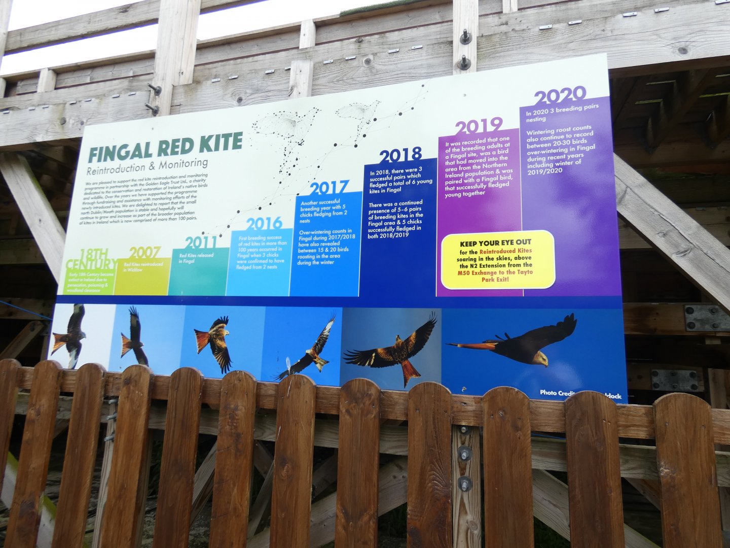 Reintroduction of Red kites into Ireland