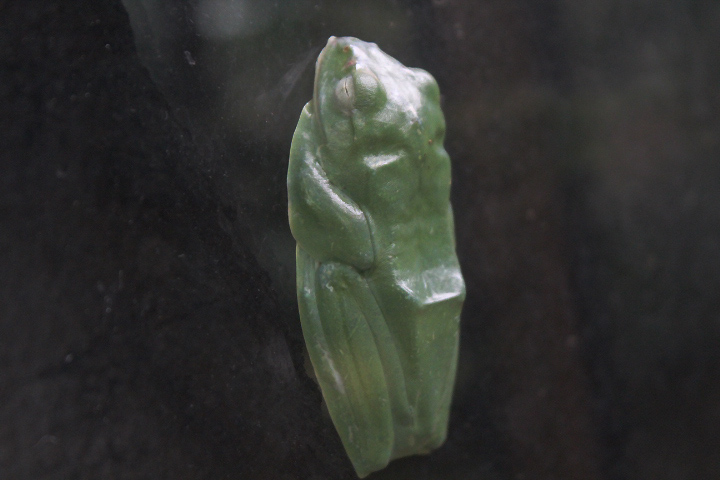 Reinwardt's flying frog (Rhacophorus reinwardtii) - Suraloka Interactive Zoo