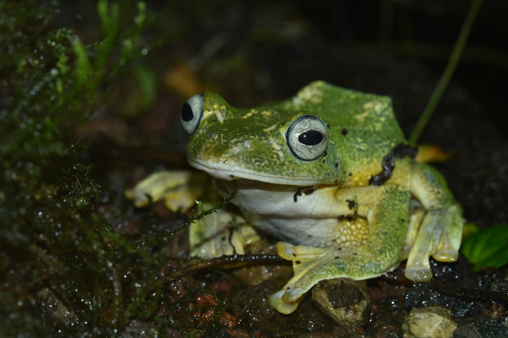 Reinwardt’s Gliding Frog (Rhacophorus reinwardtii)