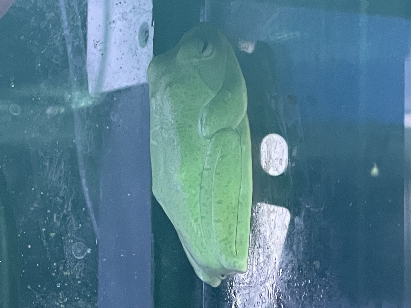 reinwardt’s tree frog (rhacophorus reinwardtii)