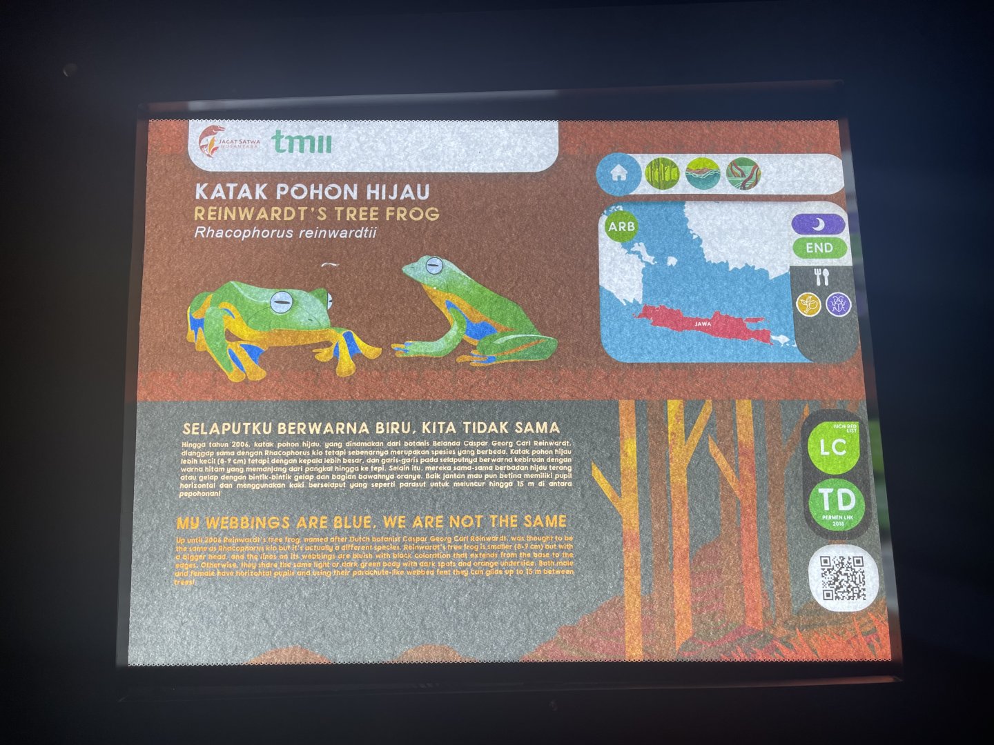 reinwardt’s tree frog signage - museum komodo
