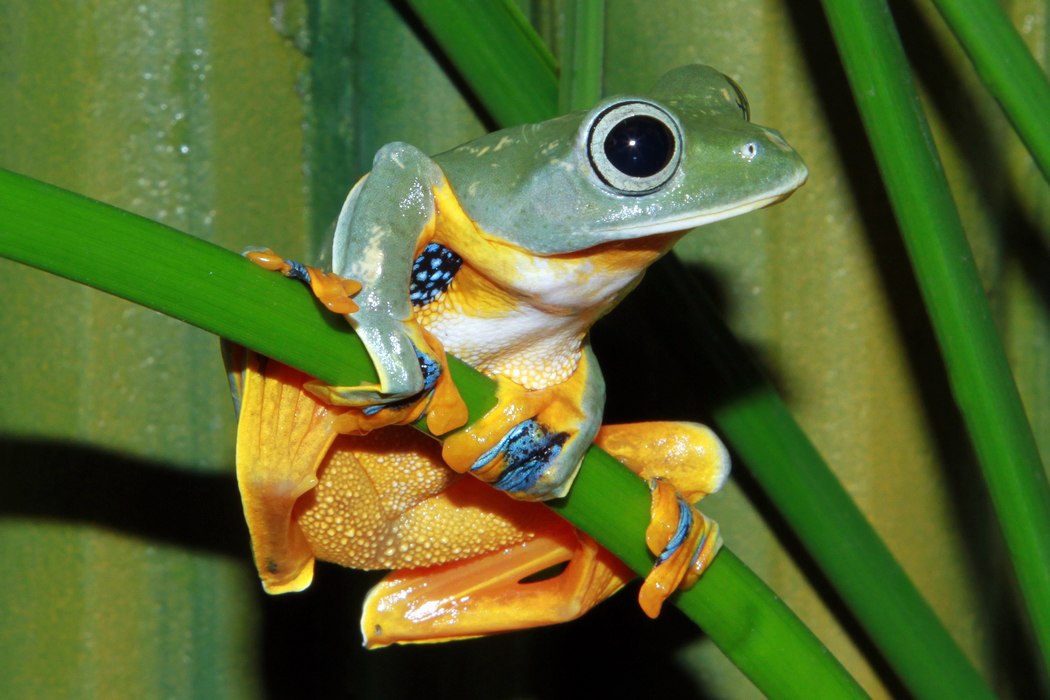 Reinwardt's tree frog