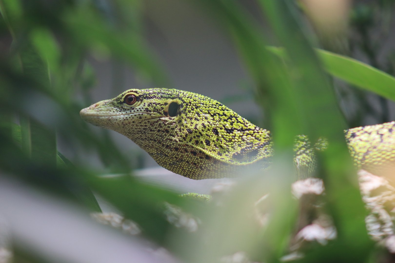 Reisinger's Tree Monitor - 20 June 2024