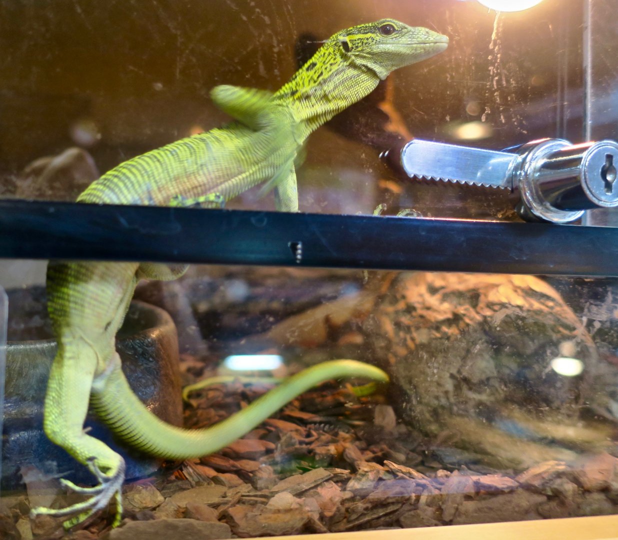 Reisinger's Tree Monitor (Varanus reisingeri)