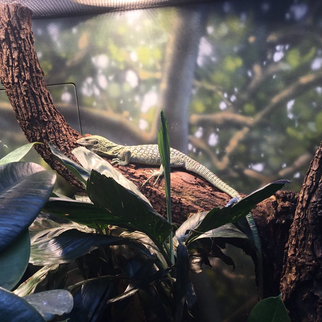 Reisinger's tree monitor (Varanus reisingeri)