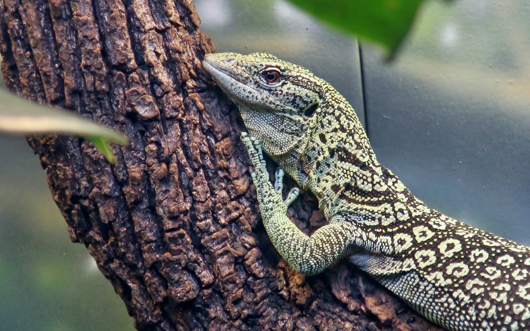 Reisinger's Tree Monitor (Varanus reisingeri)