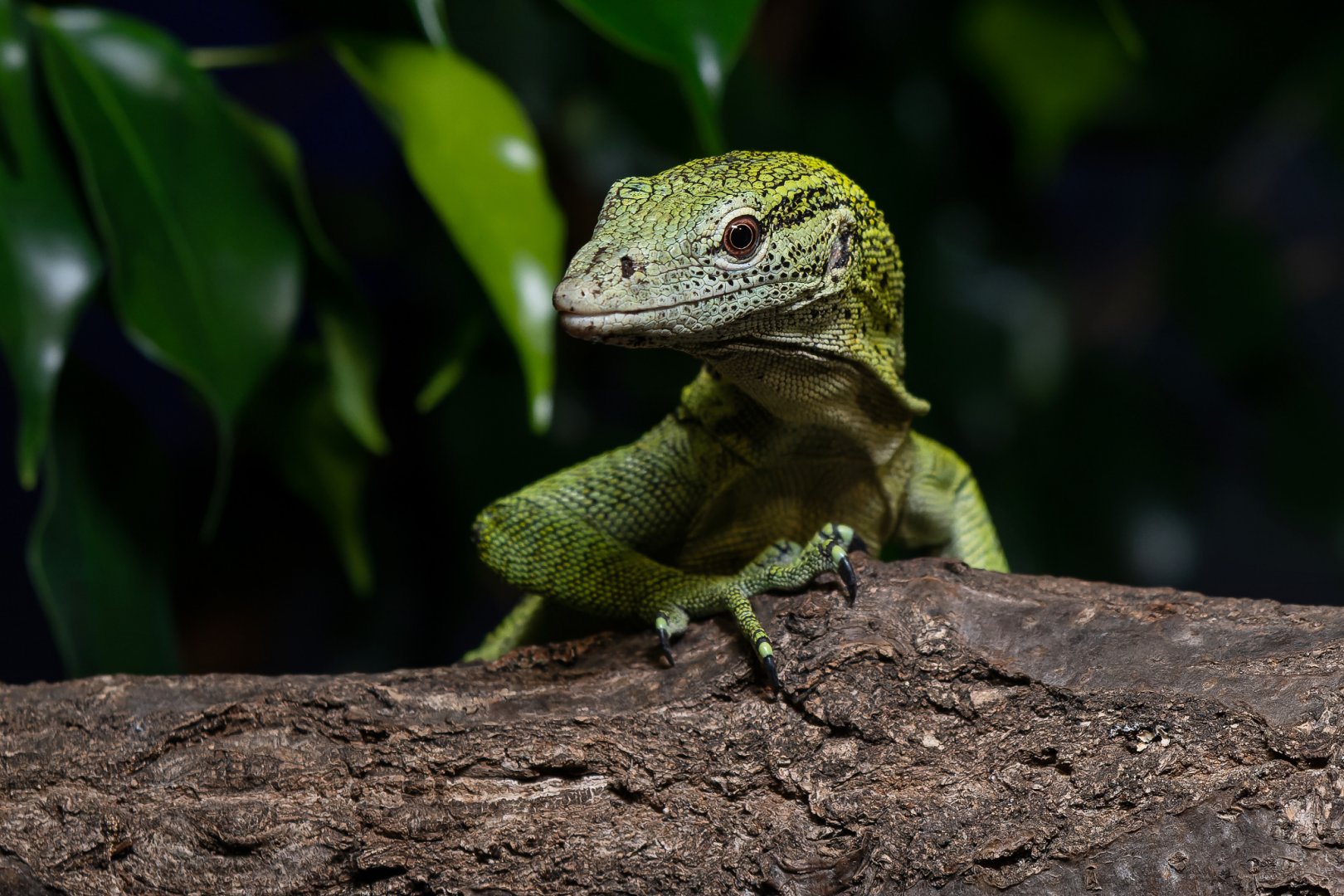 Reisinger's tree monitor (Varanus reisingeri)