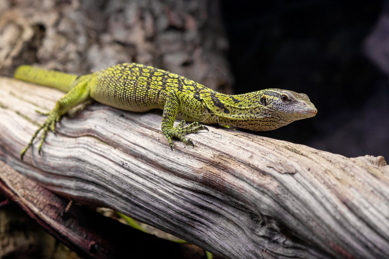 Reisinger's tree monitor (Varanus reisingeri)