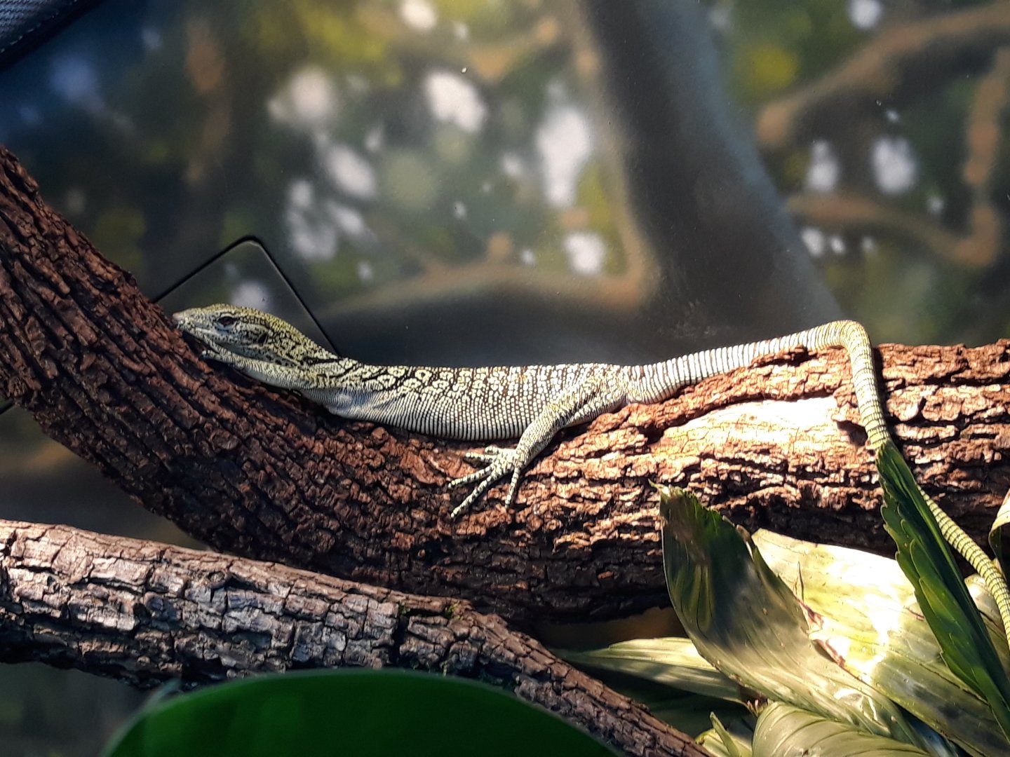 Reisinger's tree monitor