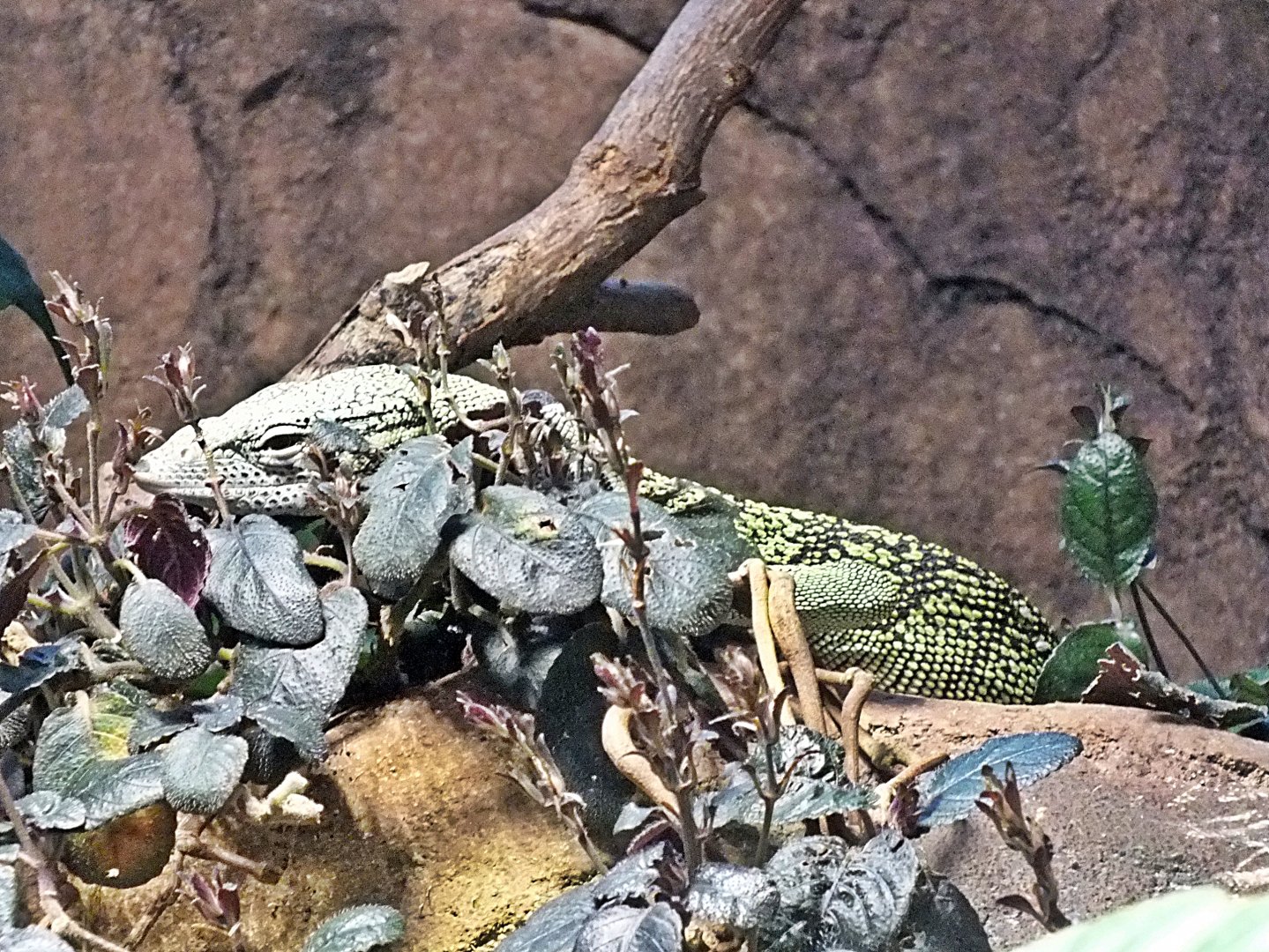 Reisinger's tree monitor