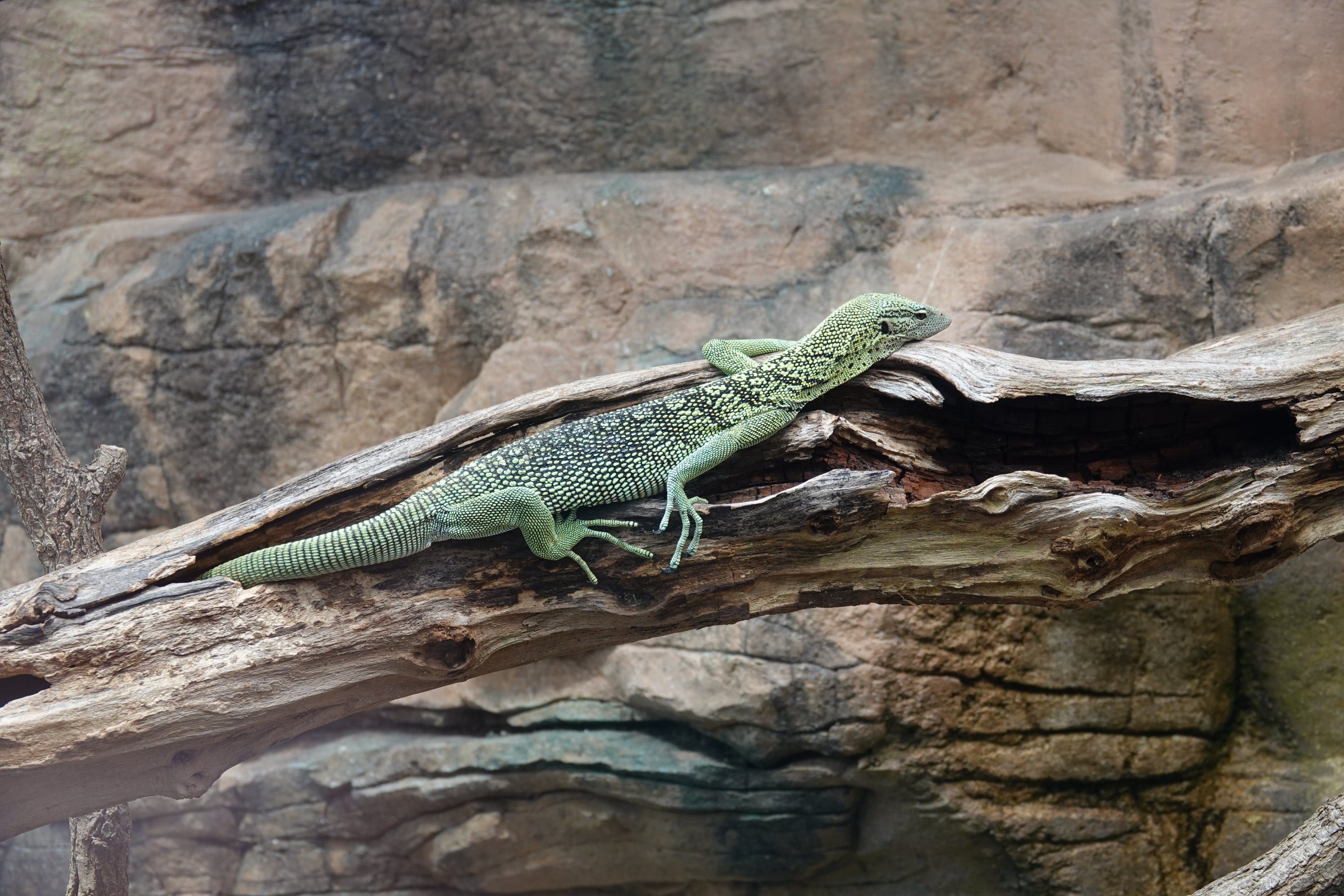 Reisinger's tree monitor