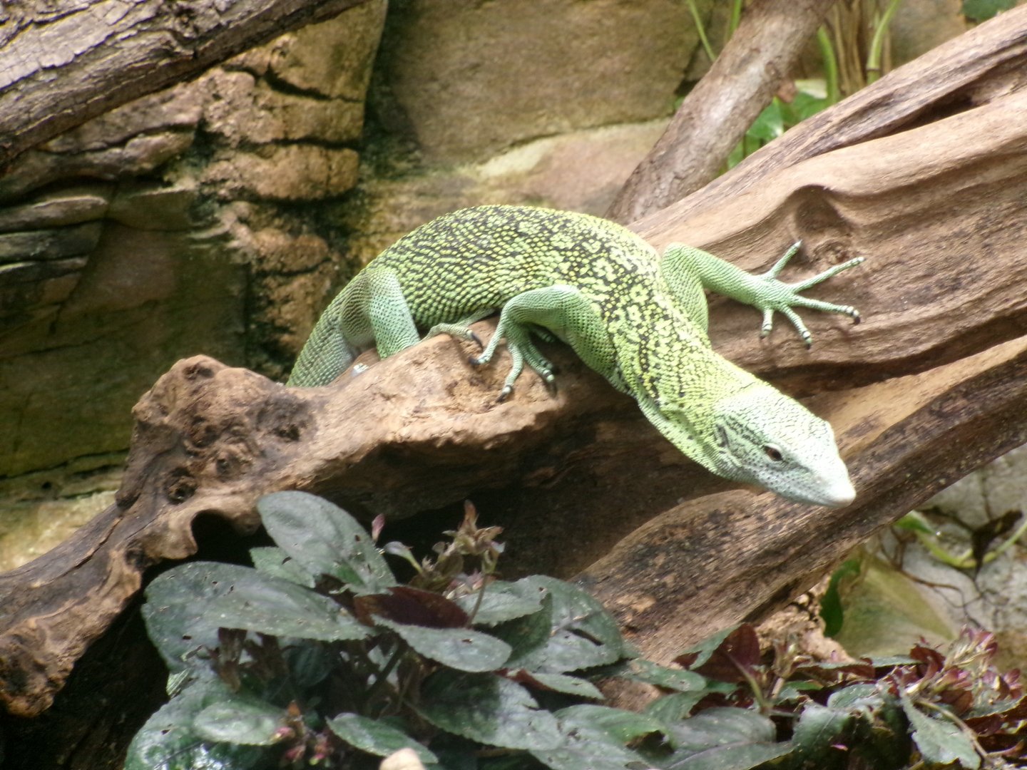 Reisinger's tree monitor