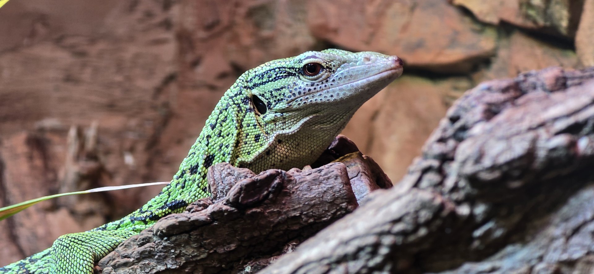 Reisinger's tree monitor