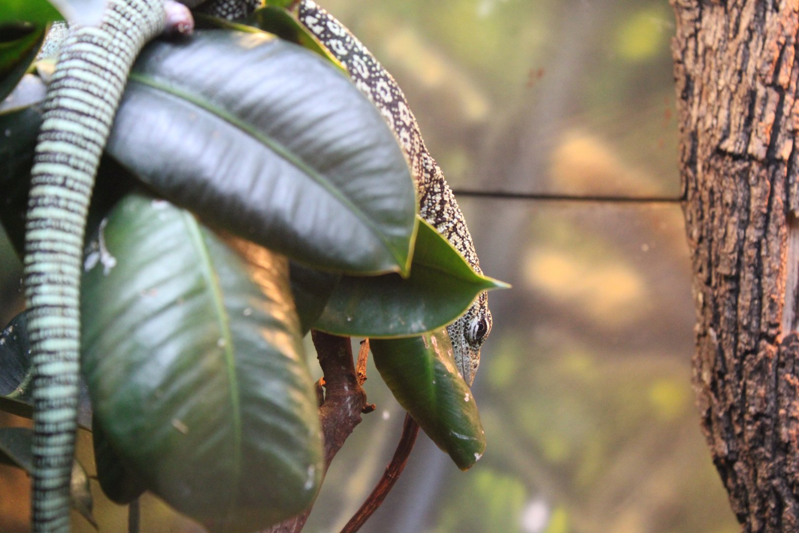 Reisinger's Tree Monitor