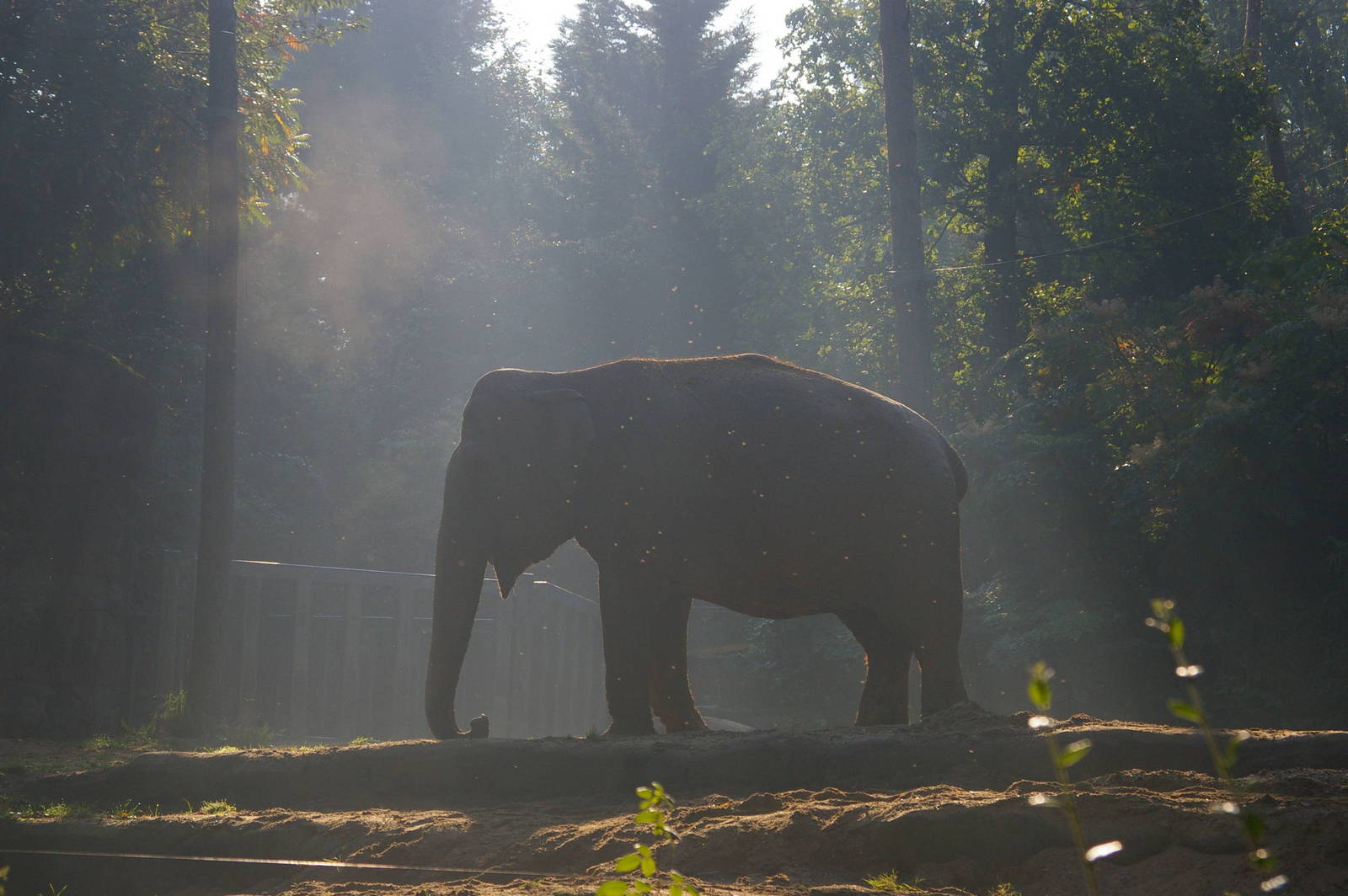 Rekka in Burgers' Zoo