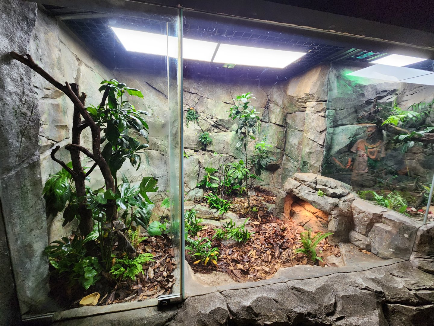 Relandscaped exhibits (Reptopia)