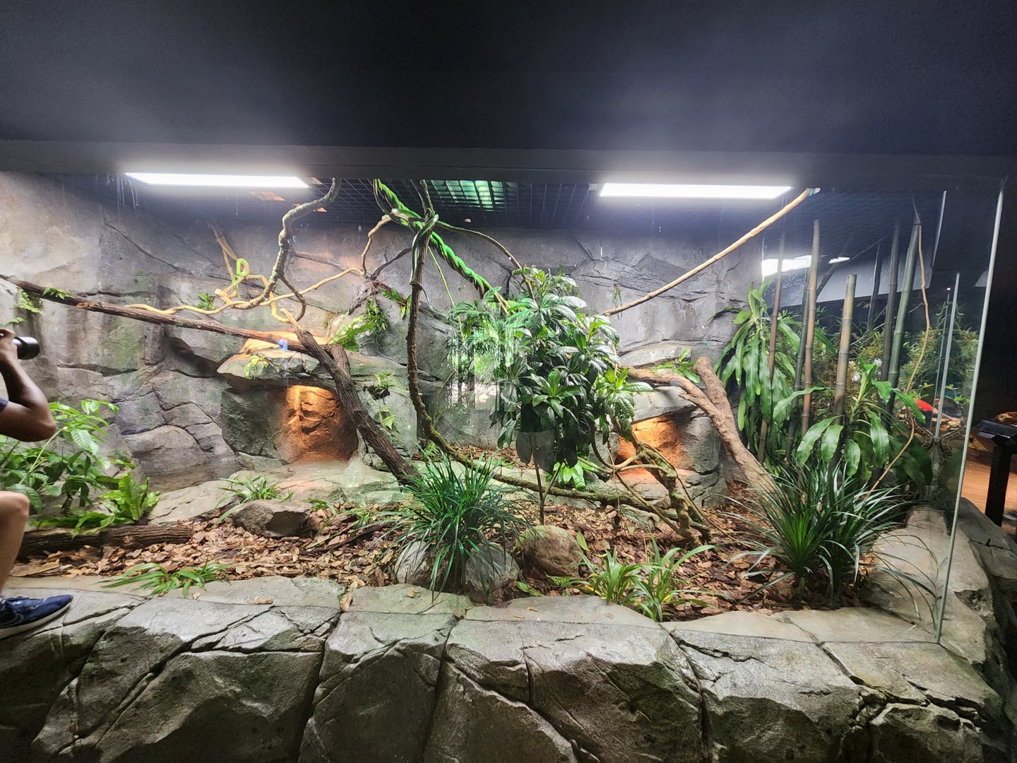 Relanscaped exhibit- Reptopia