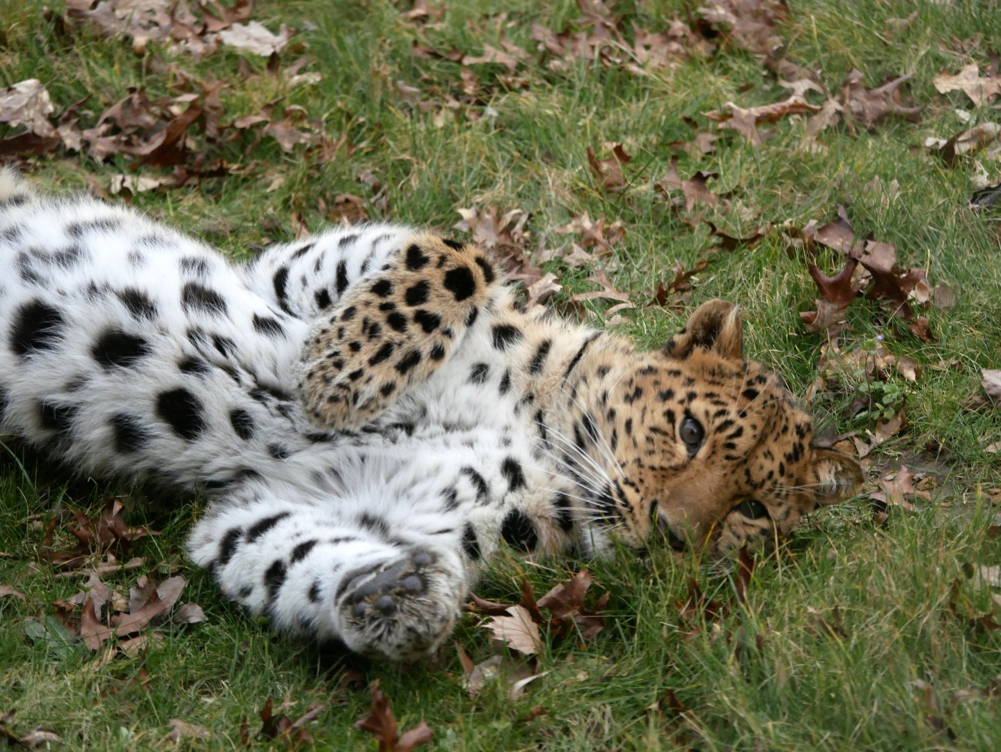 Relaxed Amur leopard (Panthera pardus orientalis)