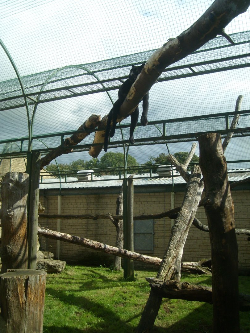 relaxed black leopard and cage