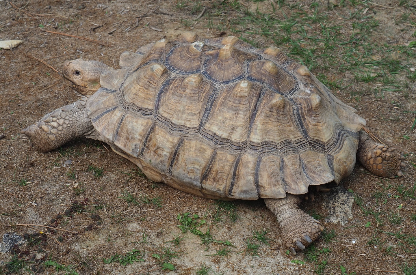 Relaxed Centrochelys sulcata (Aug 28th, 2018)