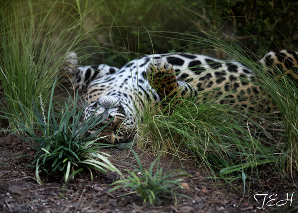 relaxed jaguar