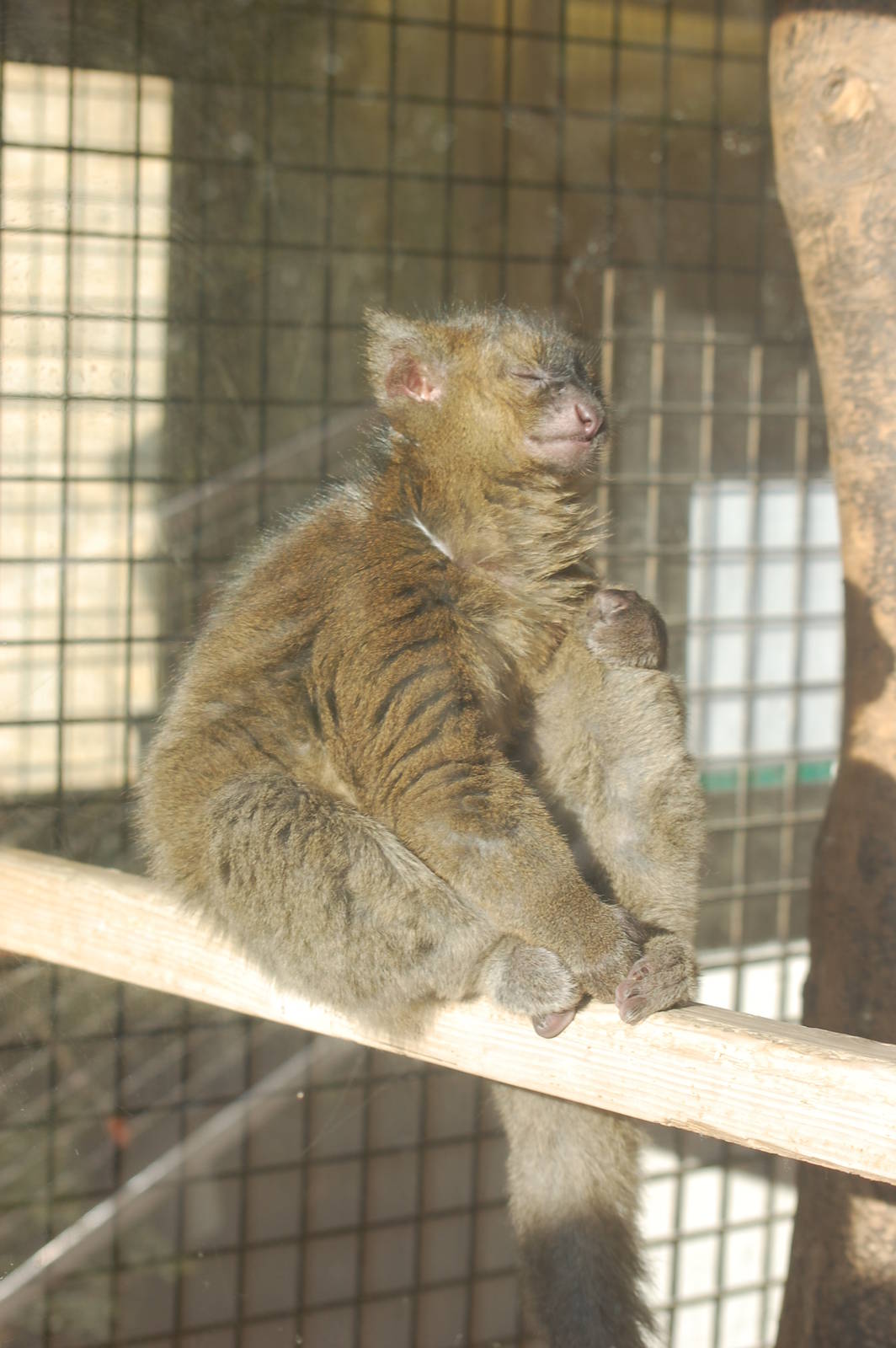 Relaxed Lemur