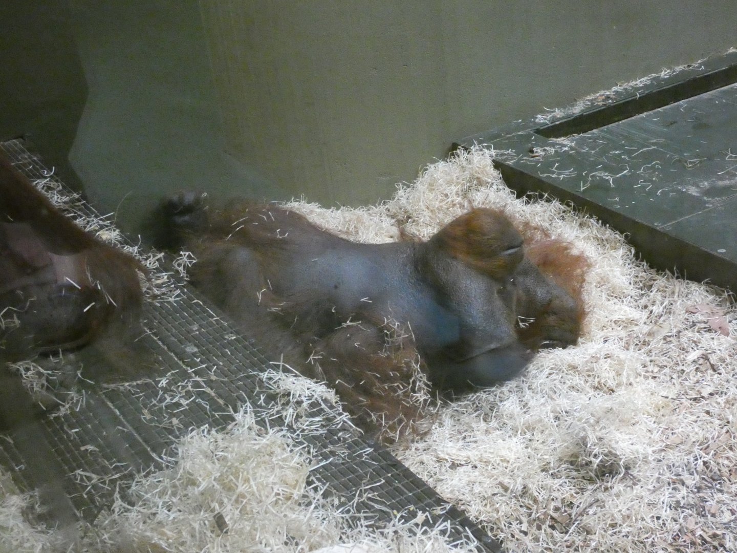 Relaxed orang-utan