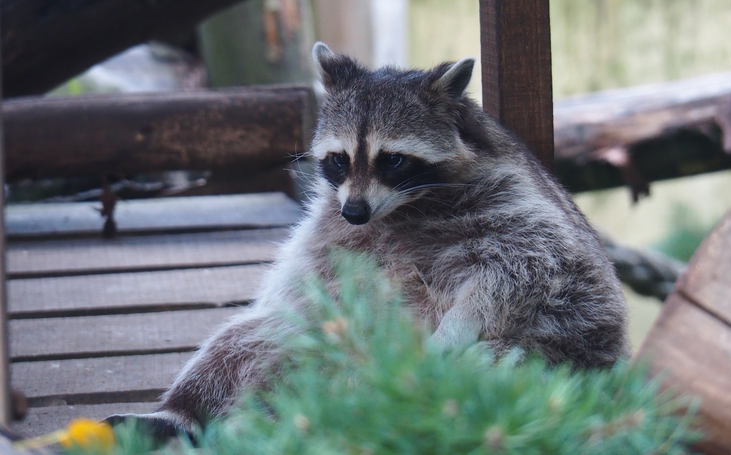 Relaxed raccoon (Procyon lotor)