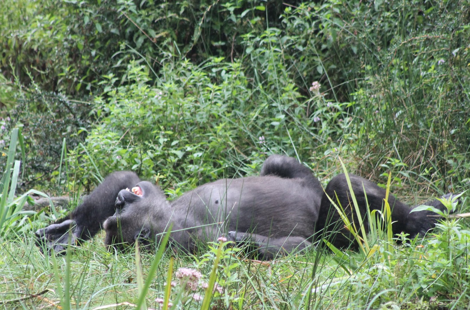 Relaxing Gorilla