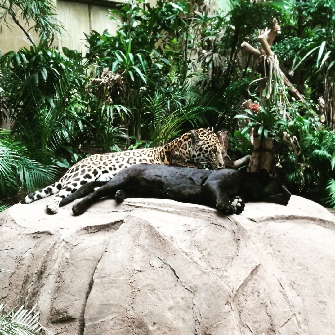 Relaxing jaguar pair