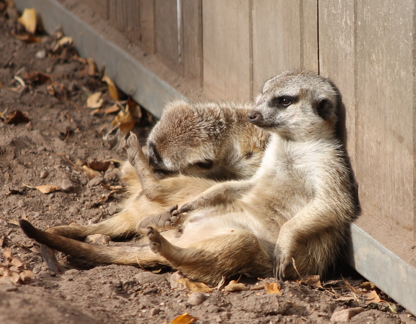Relaxing Meerkats