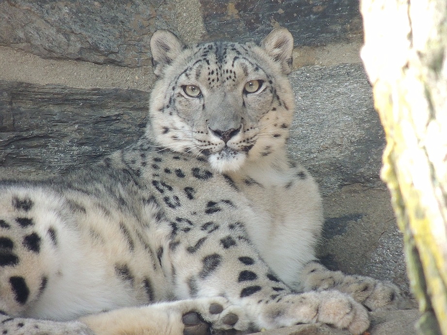 Relaxing Snow Leopard