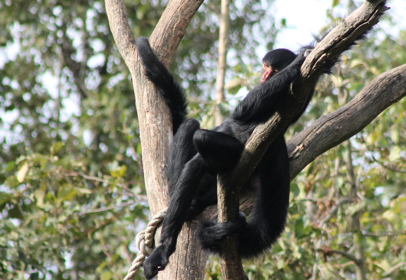 Relaxing Spider monkey