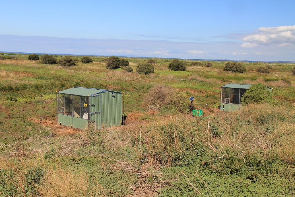 Release aviaries for orange bellied parrot 2017 mainland release at Werribee.
