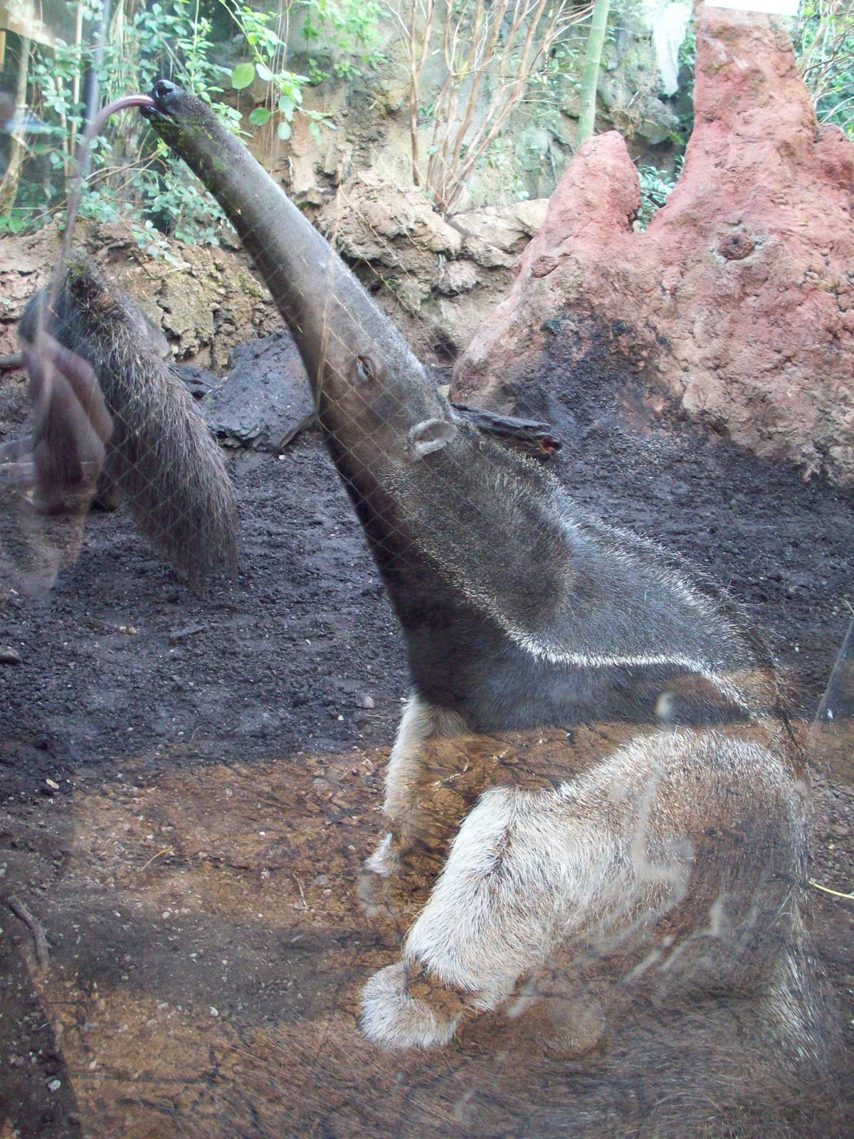 Release of the Tongue!