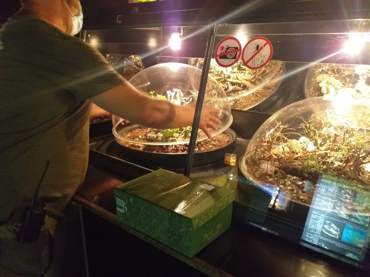 Release the leaf insects! -TerraNatura Benidorm (2021)